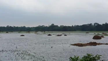 ঘূর্ণিঝড় ‘শক্তি’-র প্রভাবে মতলবে ব্যাপক ফসলহানি ও জলাবদ্ধতা