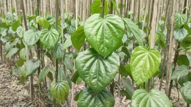 পৃষ্ঠপোষকতার অভাবে পান চাষে আগ্রহ হারাচ্ছেন নবীনগরের চাষীরা