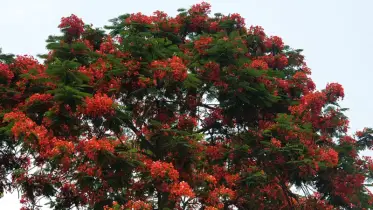 ঠাকুরগাঁওয়ের রুহিয়ার পথে পথে কৃষ্ণচূড়ার লাল ছোঁয়া