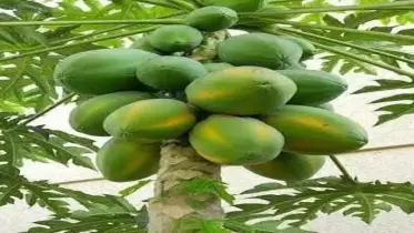 লালমনিরহাটে বাণিজ্যিকভাবে চাষ হচ্ছে পেঁপে। 