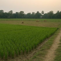সবুজে বাঁচে ঠাকুরগাঁও, কৃষি আর খামারের ঘামঝরা সাফল্যের গল্প