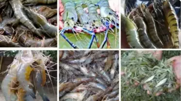 হালদার সিলভার-গোল্ড চিংড়ি: কোটি টাকার আয়ের সম্ভাবনা