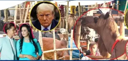 গাবতলীর হাট মাতাচ্ছে ‘লায়লা-মামুন, আছে ডোনাল্ড ট্রাম্পও!