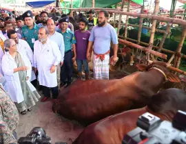কোরবানির জন্য দেশে পর্যাপ্ত পশু মজুদ রয়েছে: প্রাণিসম্পদ উপদেষ্টা