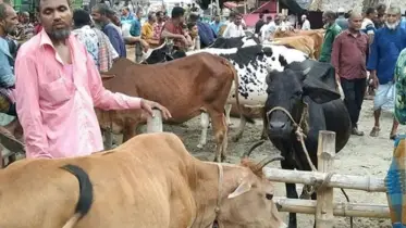 কাশিয়ানীতে জমে উঠেছে কোরবানির পশুর হাট