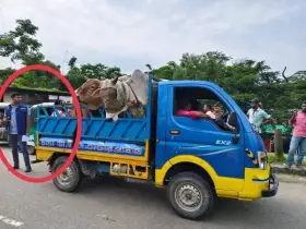 সিলেটে ভারতীয় চোরাই গরুতে ন্যায্য মূল্য বঞ্চিত স্থানীয় ব্যবসায়ীরা