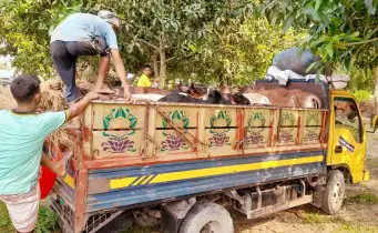 বেশি দামে বিক্রির আশায় গ্রাম থেকে রাজধানী ঢাকায় যাচ্ছে কোরবানির পশু