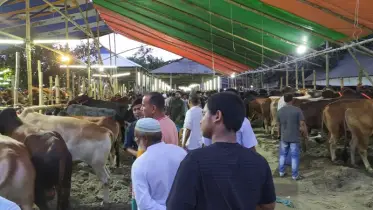 কেরানীগঞ্জে শেষ মুহূর্তে জমে উঠেছে কোরবানির পশুর হাট