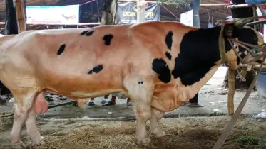 বদনজর থেকে রক্ষায় কপালে টিপ, ৩৫ মণের ‘ফণী টু’, দাম ১০ লাখ