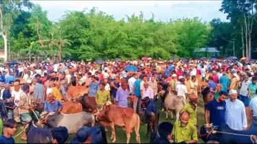 কুড়িগ্রামে কোরবানির পশুর হাটে ক্রেতার সঙ্কট, হতাশ বিক্রেতারা