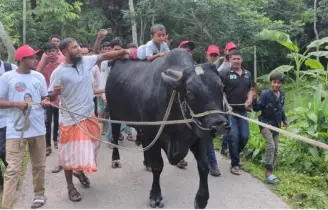 খালেদা জিয়ার ঈদ উপহার কালো মানিক ঢাকার পথে
