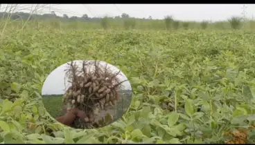 বাদামের বাম্পার ফলনে চরের মানুষের মুখে হাসি