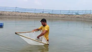 চিংড়ি শিল্পে নতুন দিগন্ত: মাটির পুকুরে পিএল উৎপাদনে সাফল্য