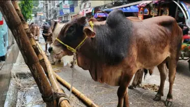 ছোট গরুর সংকট, বড় গরু দাম বেশি হওয়ায় ক্রেতাদের সাধ্যের নাগালের বাইরে