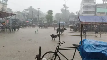 মুহূর্তেই লন্ডভন্ড শাহরাস্তির পশুর হাট