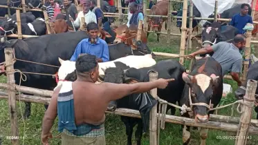 ক্রেতার মুখে হাসির ফোয়ারা, বুকে কষ্টের পাথর বিক্রেতার!