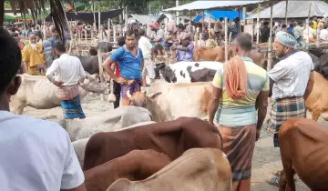 পশুর হাটে অতিরিক্ত খাজনা আদায়ে জরিমানা