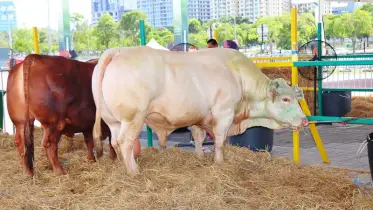 মালয়েশিয়ায় এই প্রথম অনুষ্ঠিত হল বিশ্ববিখ্যাত বিভিন্ন জাতের গরুর হাট