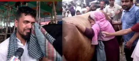 ঈদের আগেই অন্যরকম কোরবানি, গরু বিক্রি করেই কান্নায় ভেঙ্গে পড়লো পরিবারটি