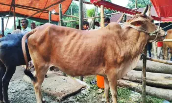 ভিক্টোরিয়া কলেজ ছাত্র শিবিরের উদ্যোগে গরু কোরবানি