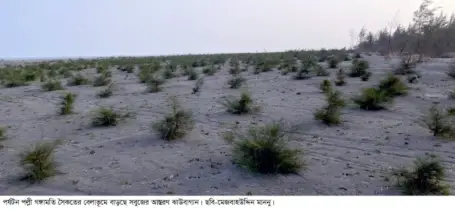 ধু-ধু বালুরচরে সবুজের জাগরণ: গঙ্গামতিতে ৬২ একর নতুন বনভূমি