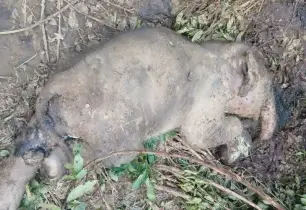 নালিতাবাড়ীতে মৃত বন্যহাতি শাবকের সন্ধান, উদ্ধারে ব্যর্থ 