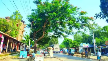 কাঁঠালবাড়ী বাসস্ট্যান্ডের কৃষ্ণচূড়া – প্রাকৃতিক সৌন্দর্যের এক অপূর্ব নিদর্শন