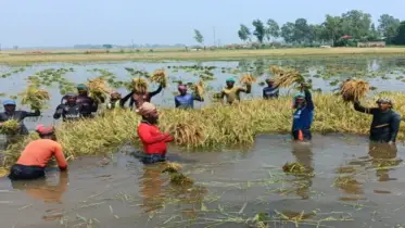 তাড়াশে আকস্মিক বন্যায় বোরো ধান পানির নিচে, কৃষকের ঈদের আনন্দ ম্লান