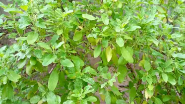তুলসি: গুণে ভরা এক মহৌষধি উদ্ভিদ