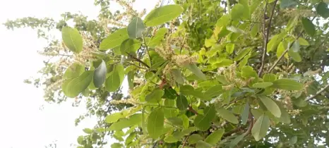 উপকারী বৃক্ষের নীরব প্রহরী অর্জুন গাছ
