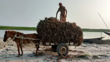 চরাঞ্চলে ঘোড়ার গাড়ি একমাত্র যান