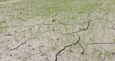 ফুলবাড়ীতে মৃদু তাপপ্রবাহ অব্যাহত, জনজীবনে দুর্ভোগ