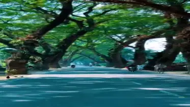 রেইনট্রির সারি আর রক্তের স্মৃতি: যশোর রোডের অনুচ্চারিত ইতিহাস