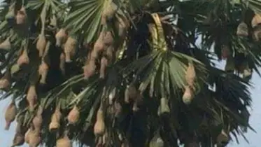ঝিনাইগাতীতে হারিয়ে যাচ্ছে বাবুই পাখির বাসা