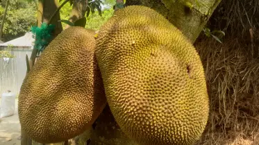 পুষ্টিগুণে ভরপুর বাংলাদেশের জাতীয় ফল কাঁঠাল