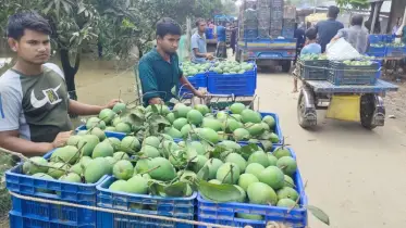 রংপুরের বাজারে আসতে শুরু করেছে হাঁড়িভাঙ্গা আম : মূল্য হাতের নাগালে