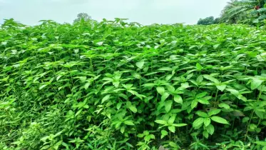 পাবনায় প্রতিবছর কমছে পাট চাষ