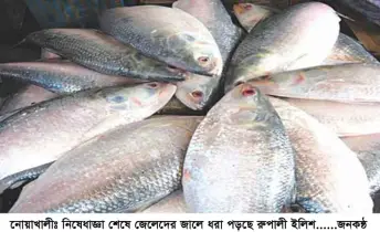 নিষেধাজ্ঞা শেষে নোয়াখালীতে জেলেদের জালে ধরা পড়ছে রুপালী ইলিশ, খুশি জেলেরা