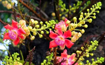 নাগলিঙ্গম: প্রকৃতির রহস্যময় অলংকার