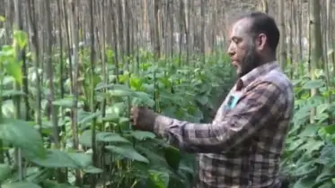 পান চাষে ভাগ্যে বদল জাকারিয়ার, মাসে আয় লক্ষ টাকা
