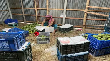 বাজারে আমের দামে ধস, বিপাকে চাষিরা