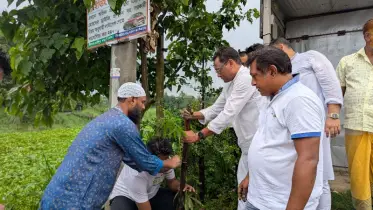 বিলুপ্ত দেশীয় গাছ বাঁচাতে ধামরাইয়ে ৩ হাজার চারা রোপণ