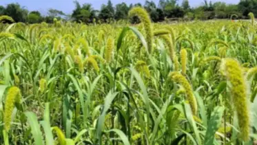 কুড়িগ্রামে হারিয়ে যাচ্ছে এক সময়ের জনপ্রিয় খাদ্যশস্য ‘কাউন’