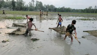 কুড়িগ্রামে গ্রামবাংলার পুরান ঐতিহ্য ‘হ্যাঙ্গা’ জাল দিয়ে মাছ ধরার হিড়িক