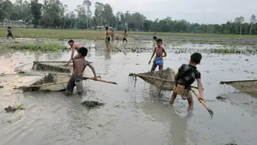 কুড়িগ্রামের গ্রামবাংলার পুরাতন ঐতিহ্য ‘হ্যাঙ্গা’ জাল দিয়ে মাছ ধরার হিড়িক