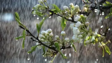 বৃষ্টিবিলাস, ধরিত্রীকে সবুজ রাখার প্রত্যয়