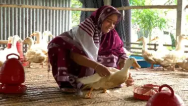 পানি ছাড়া হাঁস পালনে সফলতা পেলেন নারী উদ্যোক্তা 