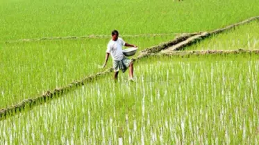 কৃষিই প্রাণ, জমিই শক্তি: গ্রামীণ অর্থনীতির মূল ভিত্তি চাষাবাদ