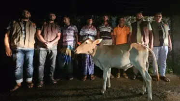 সিরাজগঞ্জে বৃদ্ধকে হত্যা করে গরু ডাকাতি, গ্রেফতার ৭