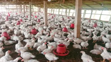 লোকসানে দিশেহারা চন্দনাইশের পোলট্রি খামারিরা